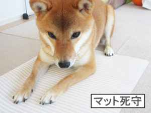 柴犬コマリ　ペット用マット