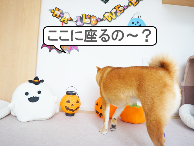 柴犬コマリ　Halloween