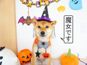 柴犬コマリ　ハロウィンコスプレ