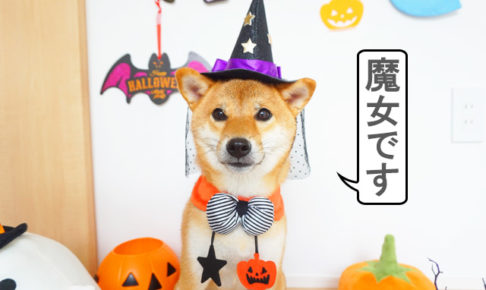 柴犬コマリ　ハロウィンコスプレ