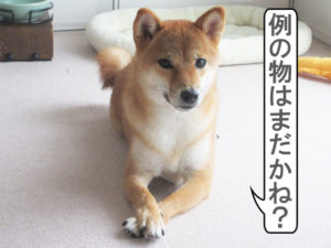 柴犬コマリ　社長