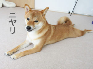 柴犬コマリ　ニヤリ