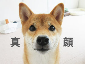 柴犬コマリ　ささみ　おやつ