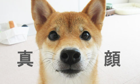 柴犬コマリ　ささみ　おやつ