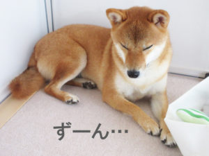 柴犬コマリ　車嫌い