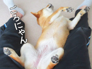 柴犬コマリ　ごろにゃん