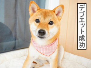 柴犬コマリ　バンダナ