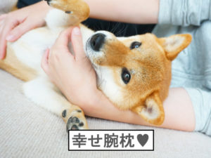 柴犬コマリ　腕枕