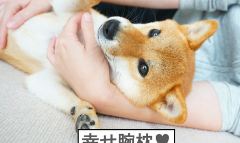 柴犬コマリ　腕枕