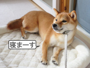 柴犬コマリ　イヤイヤさん