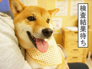 柴犬コマリ　動物病院　血液検査
