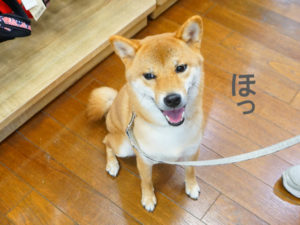 柴犬コマリ　イオンペット