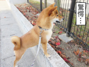 柴犬コマリ　小学校