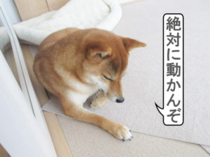 柴犬コマリ　頑固親父