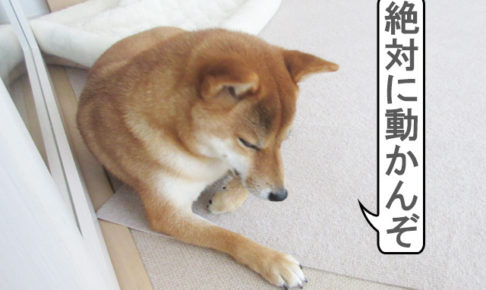 柴犬コマリ　頑固親父