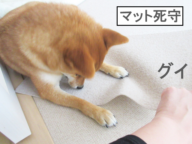 柴犬コマリ　ペット用マット