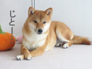 柴犬コマリ　社長
