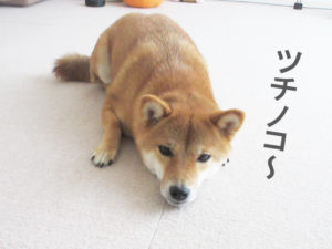 柴犬コマリ　ツチノコ