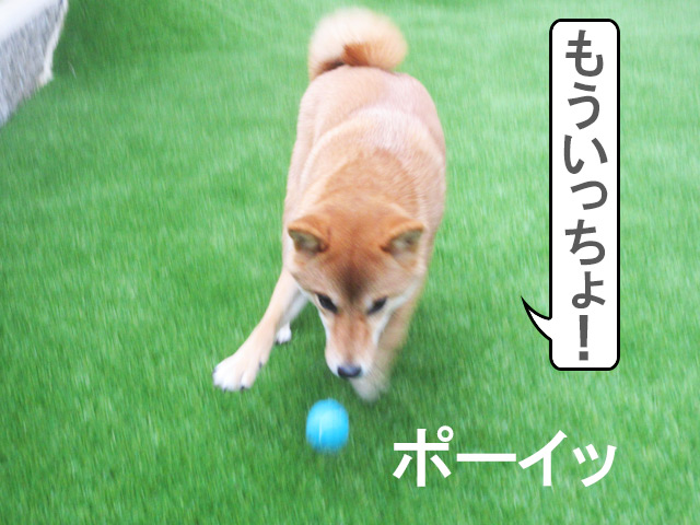 柴犬コマリ　庭　ボール