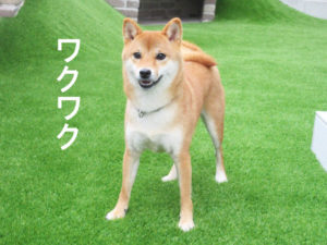 柴犬コマリ　庭　ボール