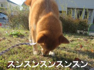 柴犬コマリ　匂い嗅ぎ