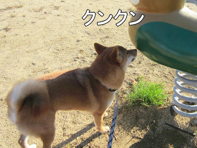 柴犬コマリ　匂い嗅ぎ　公園