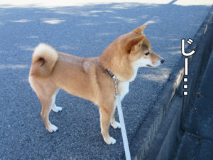 柴犬コマリ　猫