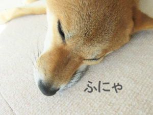 柴犬コマリ　上唇