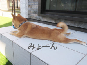 柴犬コマリ　庭　ステップ