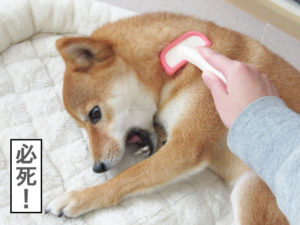 柴犬コマリ　換毛期　ブラッシング