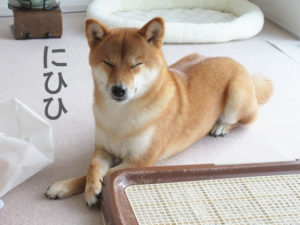 柴犬コマリ　クロス