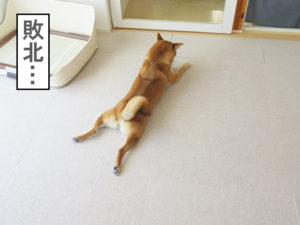 柴犬コマリ　ペットマット