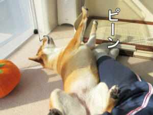 柴犬コマリ　ヘソ天