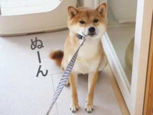 柴犬コマリ　イヤイヤさん