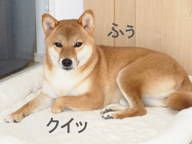 お疲れの様子の柴犬