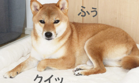 柴犬コマリ　社長