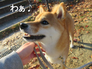 柴犬コマリ　秋　鳥