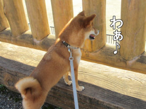 柴犬コマリ　ゲートボール