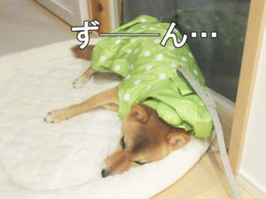 レインコートを着せられて倒れる犬