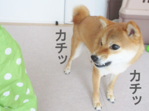 柴犬コマリ　ストレスサイン