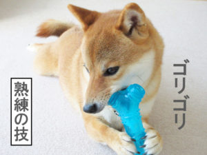 柴犬コマリ　骨　職人