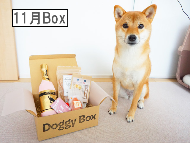柴犬コマリ　doggybox ドギーボックス