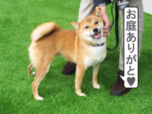 柴犬コマリと柴垣グリーンテック