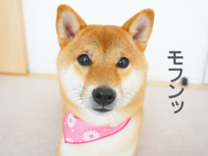 柴犬コマリ　病院　シャンプー