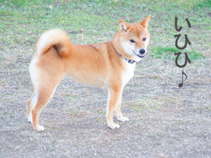 柴犬コマリ　ドッグラン