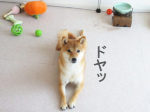 柴犬コマリ　水　イタズラ