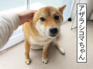 柴犬コマリ　アザラシゴマちゃん