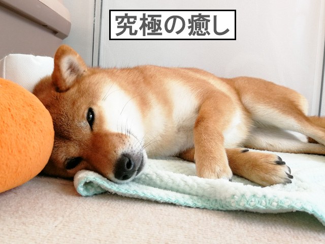 柴犬コマリ　ユカペットEX