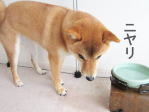 柴犬コマリ　イタズラ動画