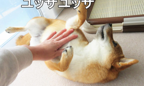 柴犬コマリ　イヤイヤさん